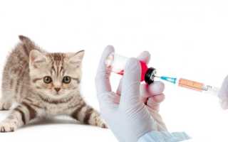 Вакцинация кошек: советы и правила