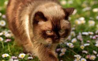 Кот отравился лечение