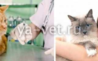 Лейкопения у кошек симптомы и лечение