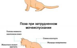 Мочекаменная болезнь у кастрированных котов
