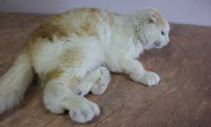 Мейн кун проблемы со здоровьем