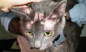 Лечение трихофитии у кошек