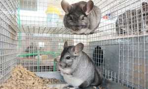 Как разводить шиншилл в домашних условиях