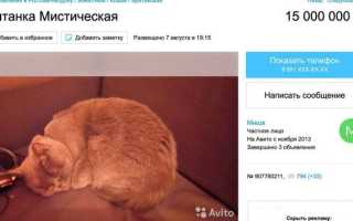 Кто лучше лечит кот или кошка