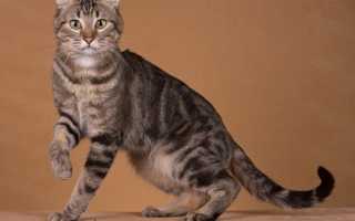 Американская короткошёрстная кошка