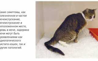 Идиопатический цистит у кошек лечение