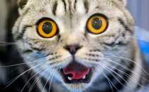 Темная моча у кошки: причины и лечение