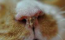 Насморк у кошки симптомы и лечение