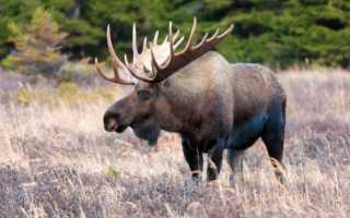 Сколько живет лось