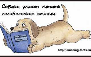 25 фактов о собаках занимательные факты по окружающему миру (старшая группа)
