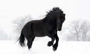 Вороной конь