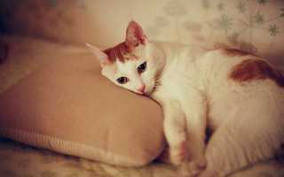 ХПН у кошек и котов: симптомы и лечение