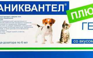 Каниквантел для кошек: инструкция по применению, отзывы