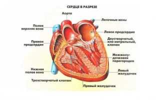 Стеноз аорты у собак и кошек