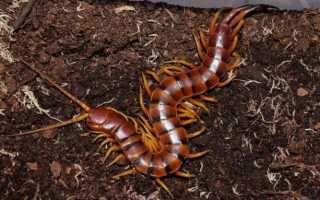 Сколопендра—опасна ли для человека и как избежать укуса