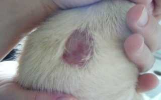 Лишай от кота к человеку лечение