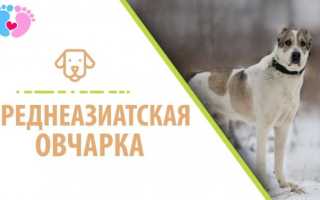 Туркменский алабай — характеристика породы