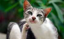 Почему кошка вылизывает свою шерсть?