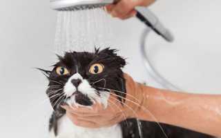 Почему кошки боятся воды