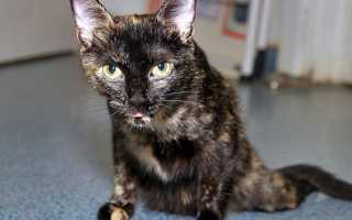 Переломы костей таза у собак и кошек