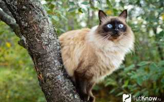 Балинезийский кот