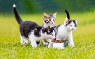 В чем разница корма для котят и взрослого