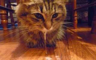 Эпилепсия у кошек: причины и первая помощь