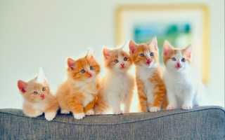 Корм для котят ночной охотник отзывы ветеринаров