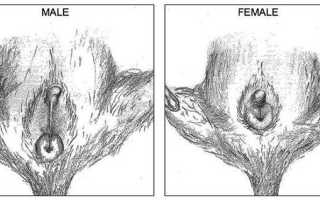 Как отличить белку дегу самку от самца