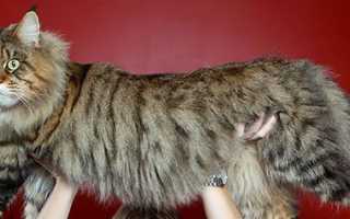 Как растет живот у беременной мейн кун