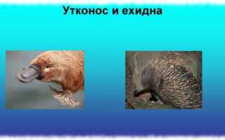 Самое древнее животное, которое до сих пор не вымерло. Кто это?