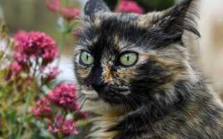 Гипертрофическая кардиомиопатия у кота