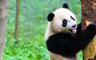 5 фактов о пандах или почему эти ми-ми-мишки так популярны (фото)