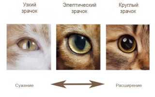 Почему у моей кошки расширенные зрачки?