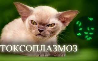Болезнь которую переносят кошки