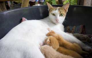 Кошка после родов мяукает: причины беспокойства. Первые дни после родов кошки Кошка после родов рвет