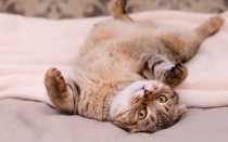 Шишки у кошек