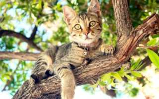 До­стать кош­ку с де­ре­ва