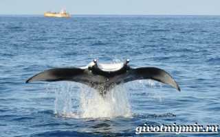 Рыба «морской дьявол» — питание, условия жизни, размножение