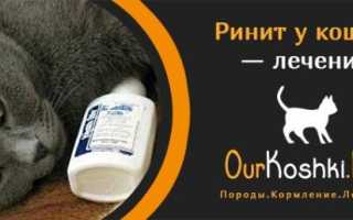 Ринит у кошек лечение