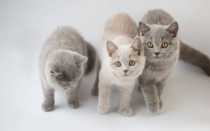 Искусственное выращивание котят