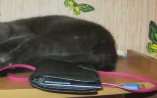 Кот ведет себя странно всего боится прячется