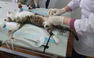 Можно ли кормить котёнка только сухим кормом?