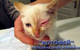 Инфекция калицивирусный кошка лечение