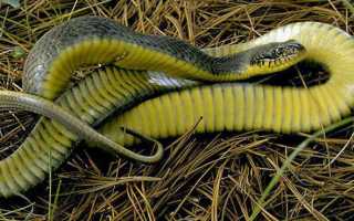 Каспийский полоз, или желтобрюхий полоз (лат. Dolichophis caspius)