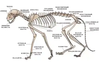 Что внутри у вашей кошки?