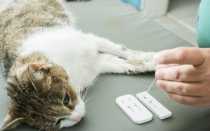 О вирусе иммунодефицита кошек и его лечении