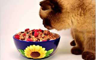 Чем и как кормить кастрированного кота