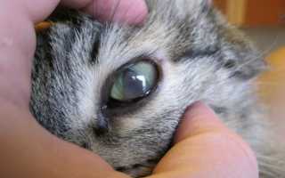 Кошка как лечить глаза пленка на глазах