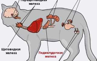 Болезнь поджелудочной у кота
